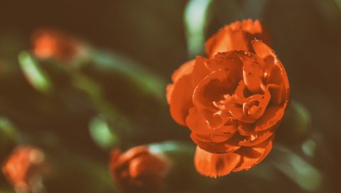 Цветок, роза, лепестки, макро, почка