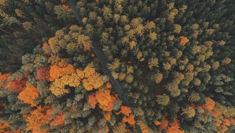 Лес, деревья, вид сверху