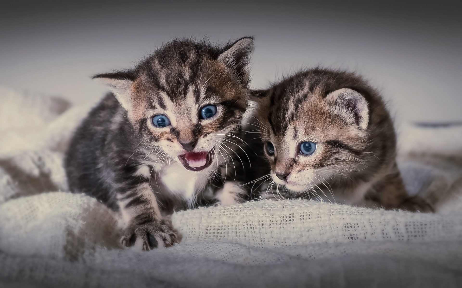 Картинки Котята, пара, кошки, страх фото и обои на рабочий стол