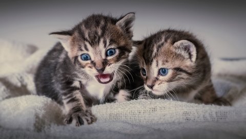 Котята, пара, кошки, страх