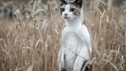 Кошка, трава, стоя