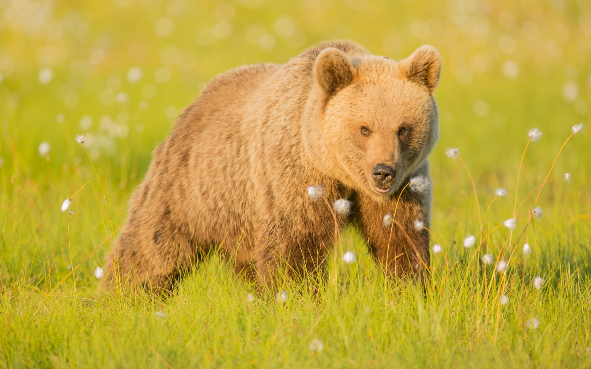 Картинки Бурый медведь, трава, прогулка фото и обои на рабочий стол