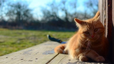 Кошка, котенок, красный, ложь