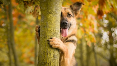 Собака, дерево, выступающий язык
