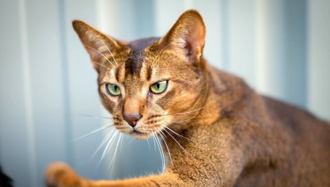 Абиссинская кошка, кошка, лицо