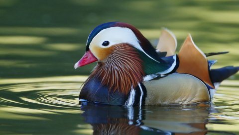 Мандарина, птица, вода