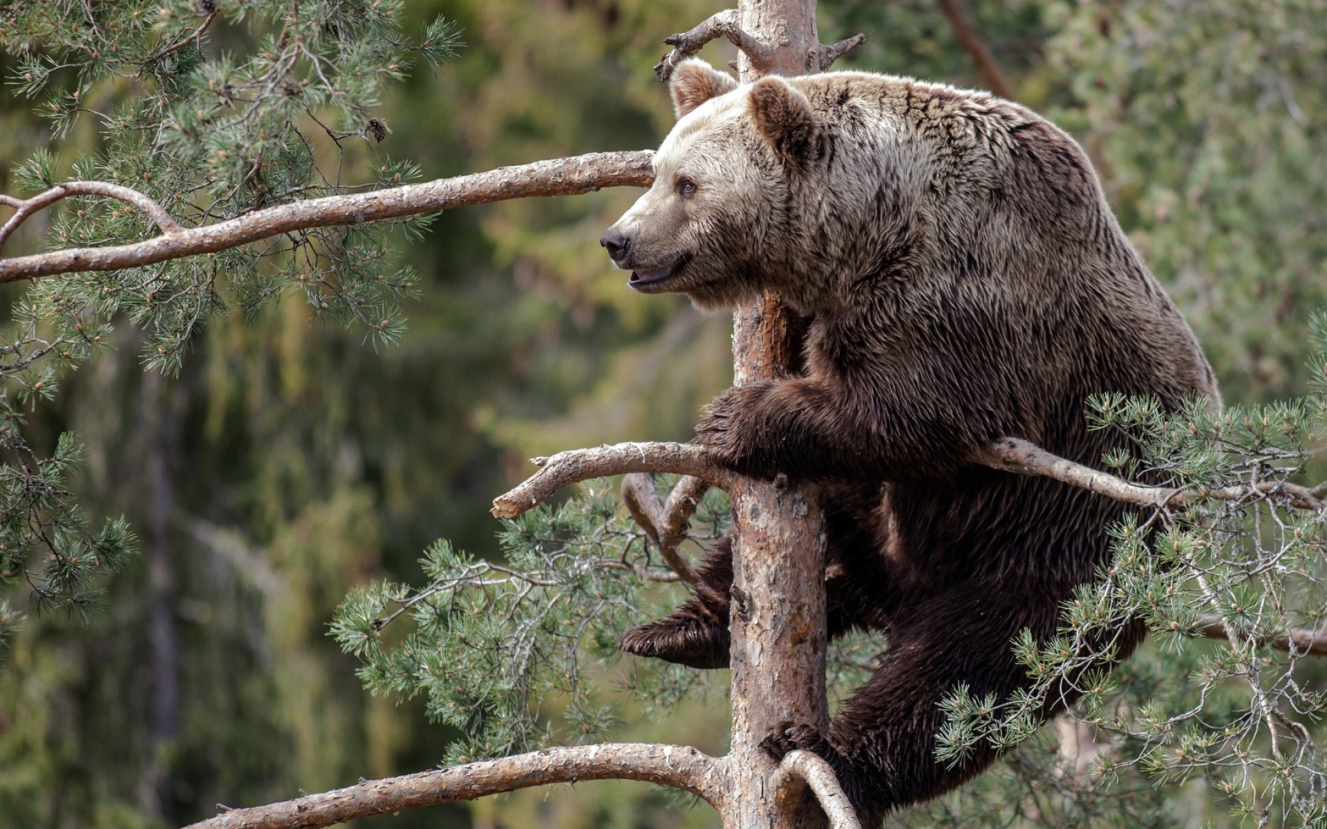Картинки Бурый медведь, ветка, сидя, лес фото и обои на рабочий стол