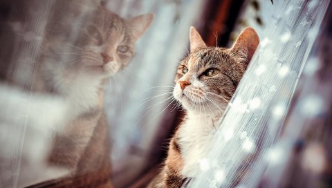 Кошка, лицо, окно