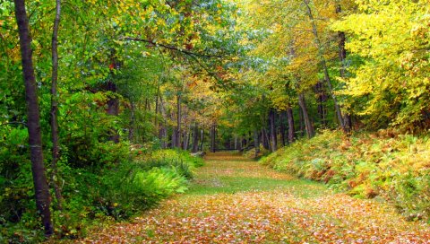 Осень, листва, деревья