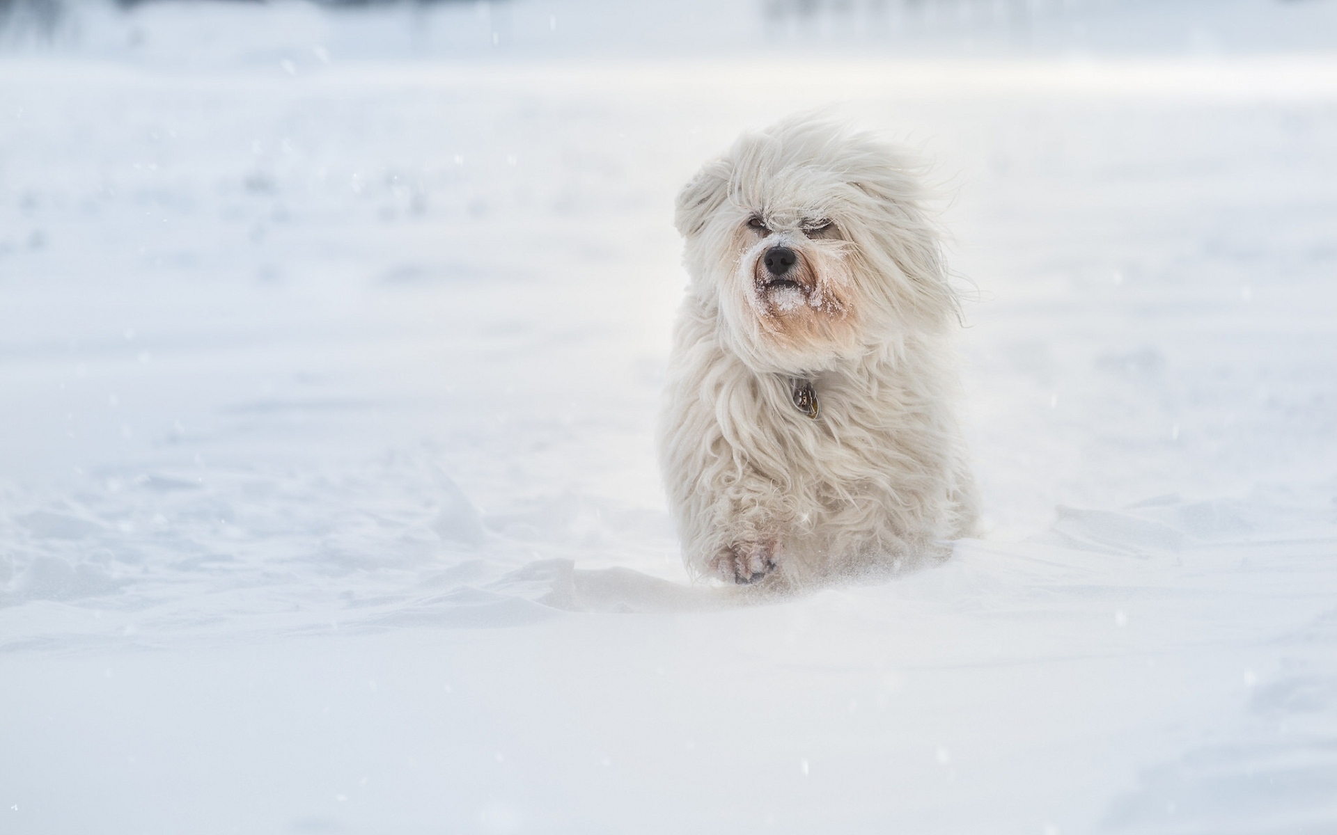 Картинки Havanese собака, снег, зима, бег фото и обои на рабочий стол