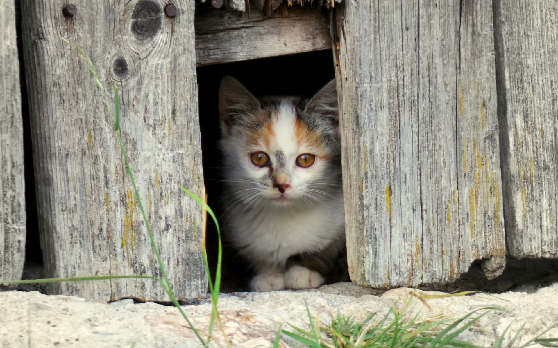 Картинки Котенок, лицо, забор, пятнистый фото и обои на рабочий стол