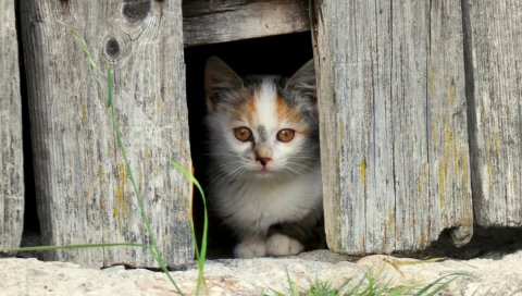 Котенок, лицо, забор, пятнистый