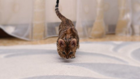 Бенгальский кот, кошка, пятнистый