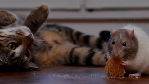 Крыса, печенье, кошка, игривая