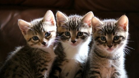 Котята, милые, полосатые, фотосессии