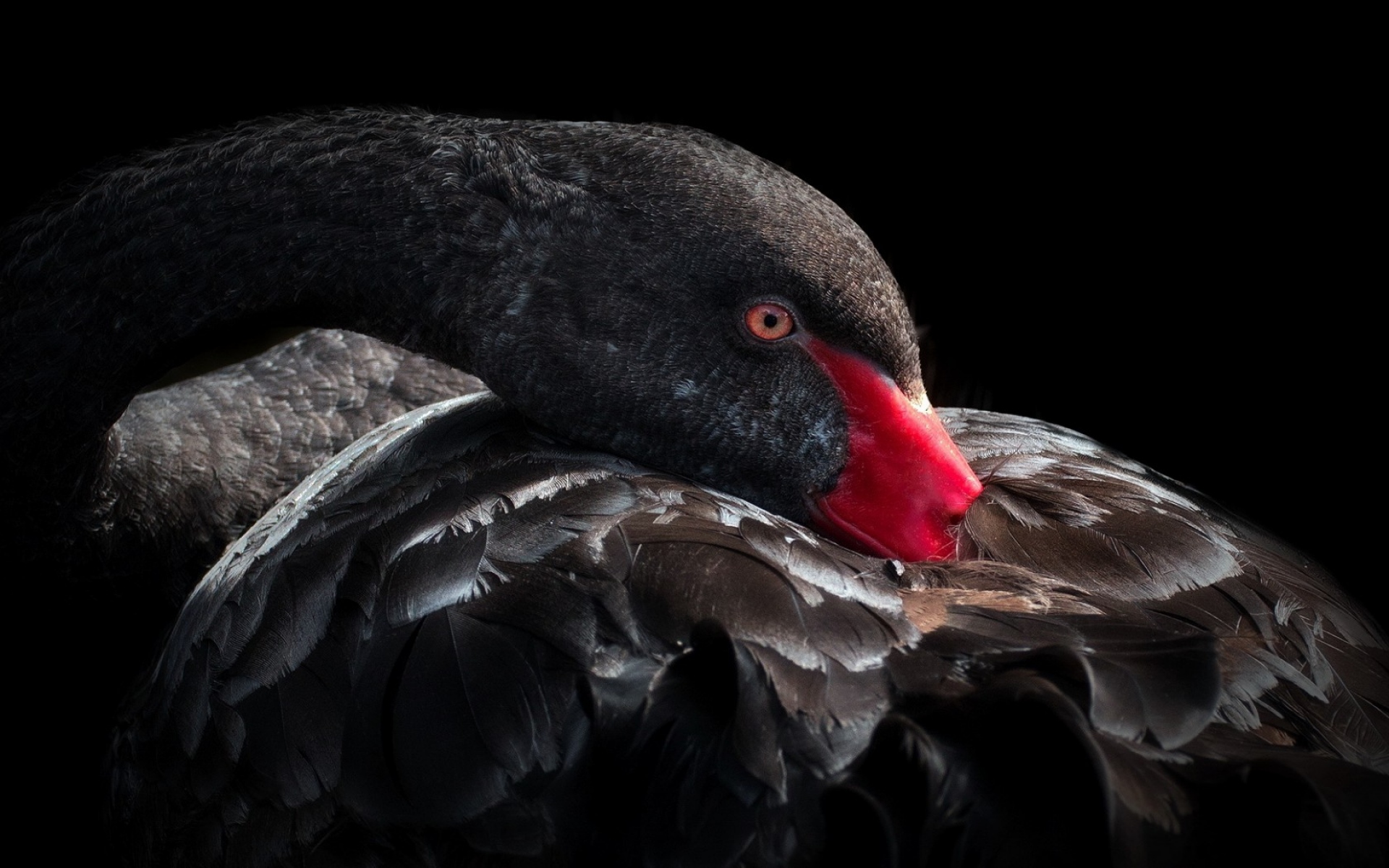 Картинки Черный лебедь, птица, клюв, перья фото и обои на рабочий стол