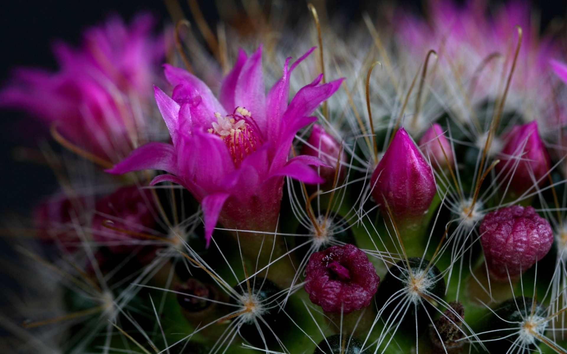 Картинки Кактус, цветок, шип, крупный план фото и обои на рабочий стол