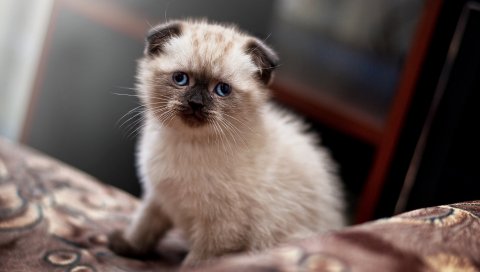 Скот, лоп-ушастый, котенок, милый