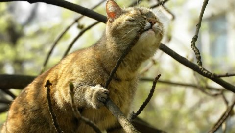 Кошка, ветка, игривая, лицо
