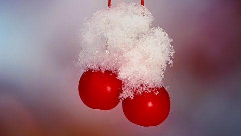 Вишня, ветка, снег, ягода