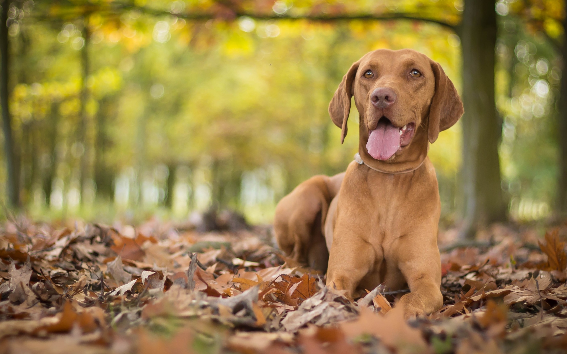 Картинки Vizsla, собака, листва, осень фото и обои на рабочий стол