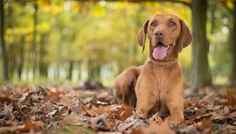 Vizsla, собака, листва, осень