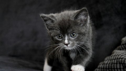 Котенок, серый, ребенок