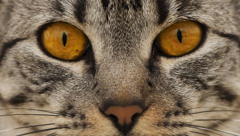 Кошка, лицо, глаза, нос
