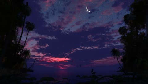 Пальмы, небо, ночь, луна