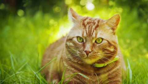 кошка, трава, полосатый