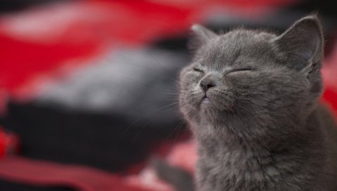 Кошка, серый, сон