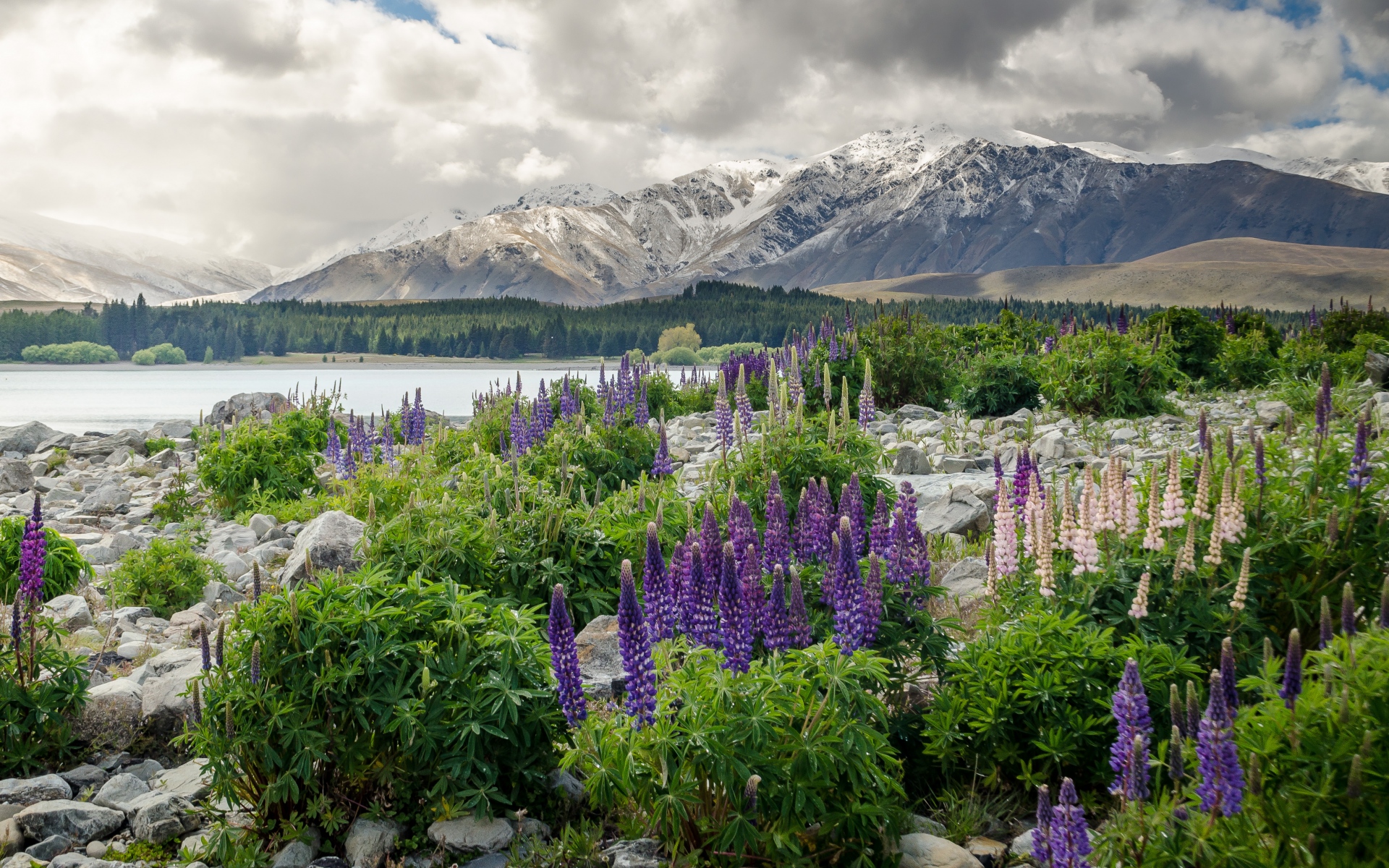 Картинки Новая Зеландия, горы, цветы, озеро фото и обои на рабочий стол