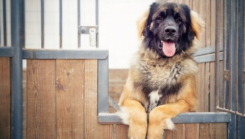 Собака, забор, пастух