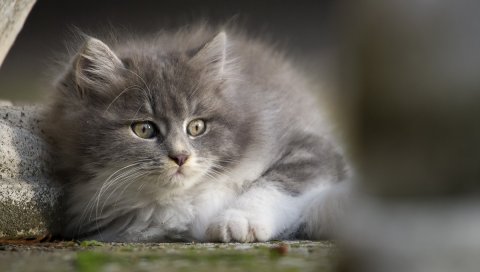 Котенок, серый, лицо, глаза