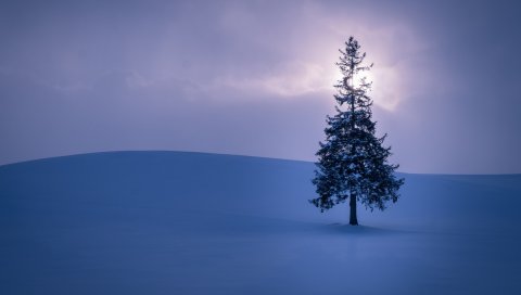 Ель, снег, горизонт, небо
