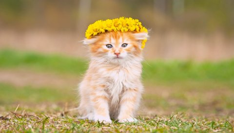 Котенок, трава, венок, красный