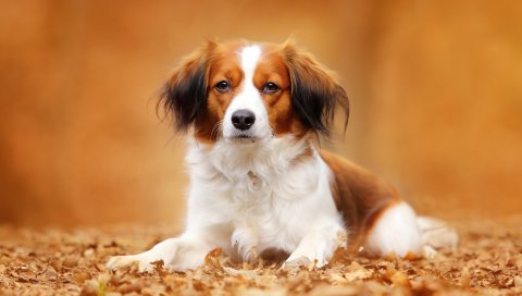 Kooikerhondje, собака, осень, листва