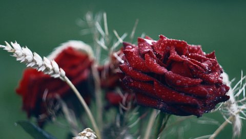 Роза, цветок, капли, трава