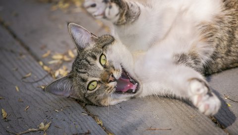 Кошка, лапы, смешные, игривые