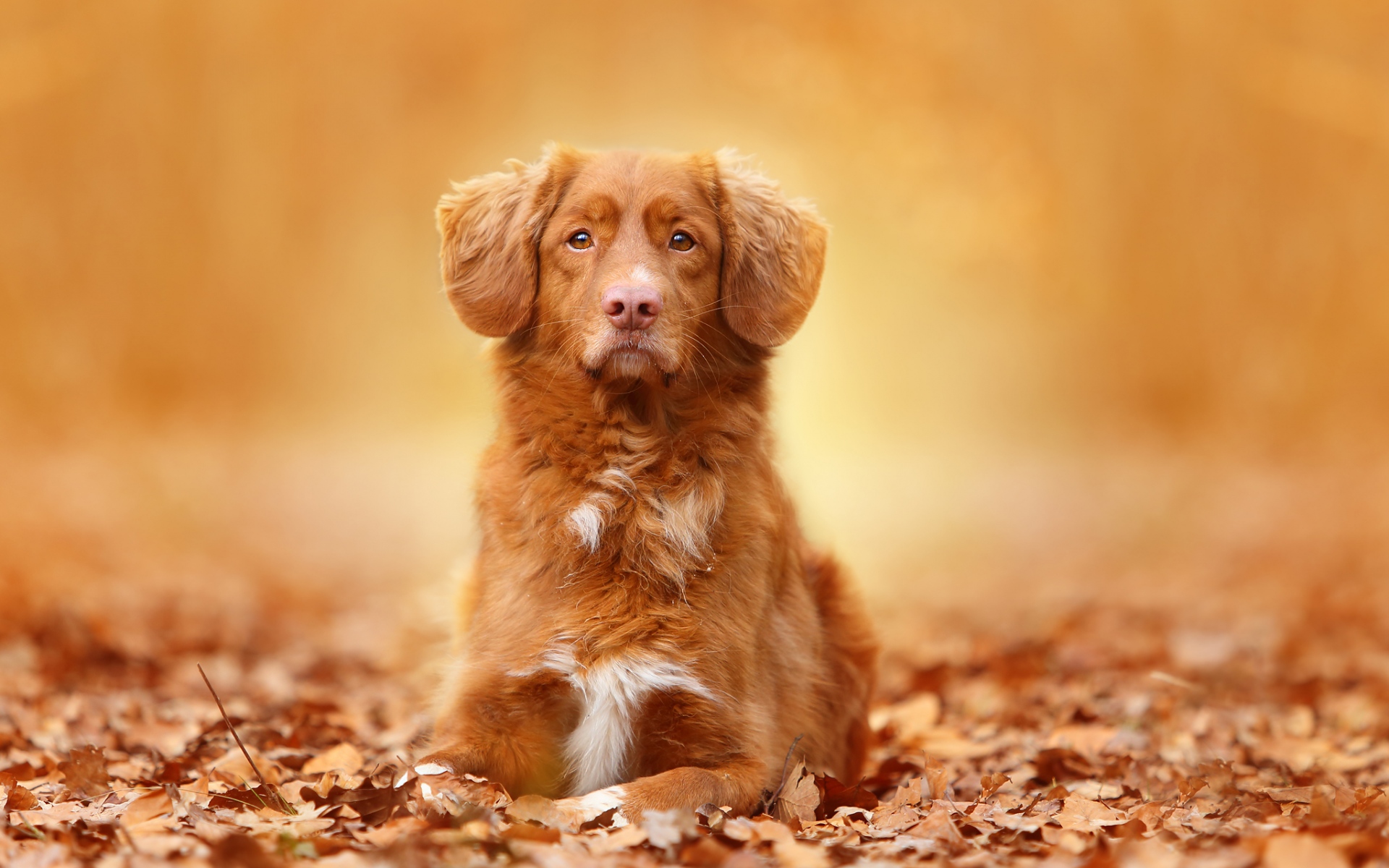 Картинки Собака, листва, осень фото и обои на рабочий стол