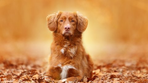 Собака, листва, осень