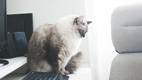Кошка, пушистая, серая, стол