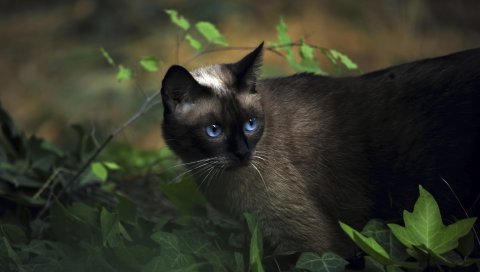 Кошка, сиамская, трава, синяя