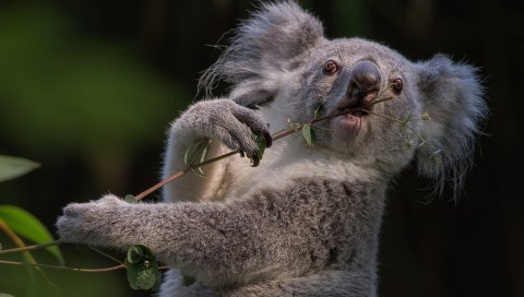 Коала, ветка, животное
