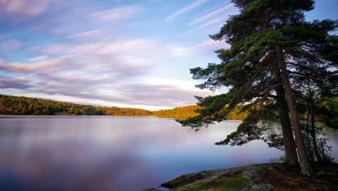 Швеция, озера, деревья