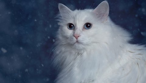 Кошка, пушистая, морда, толстая