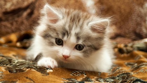 Котенок, лицо, глаза, пушистые