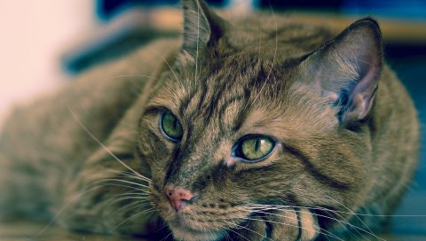 Кошка, морда, полосатая, лежа