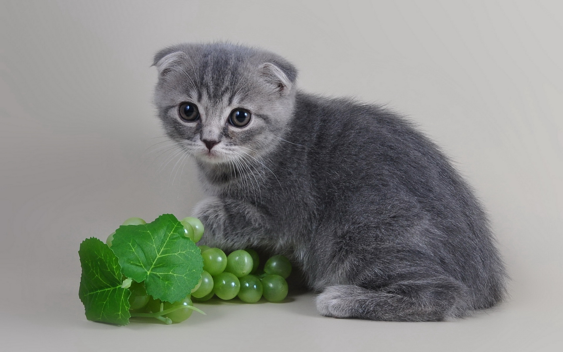 Картинки Кошка, котенок, лоскутная, серая фото и обои на рабочий стол
