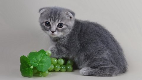 Кошка, котенок, лоскутная, серая